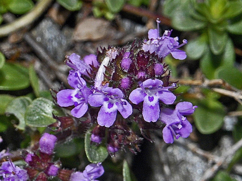 Una pianta con piccoli fiori violetti - Thymus sp.